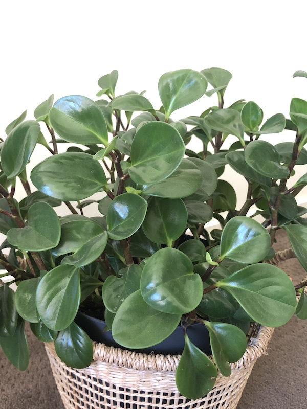 peperomia