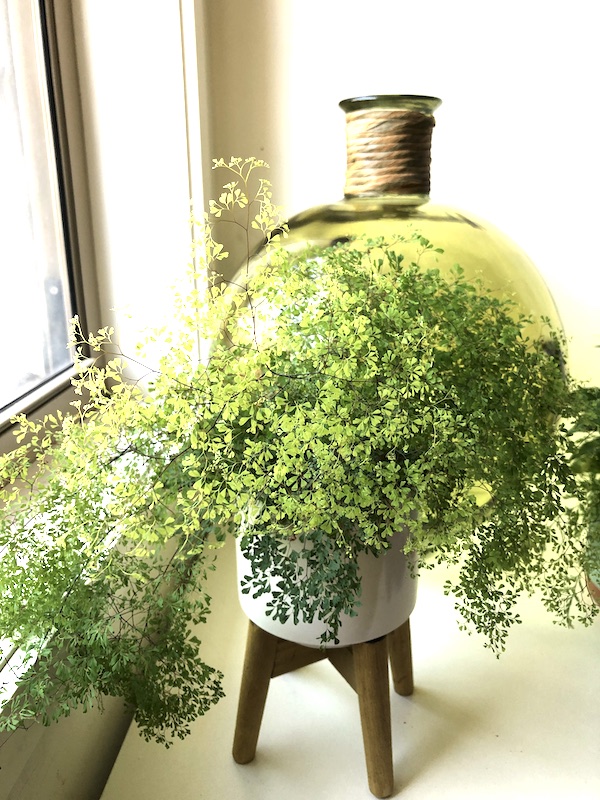 taking care of indoor plants - maidenhair