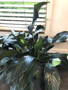 taking care of indoor plants - peace lily