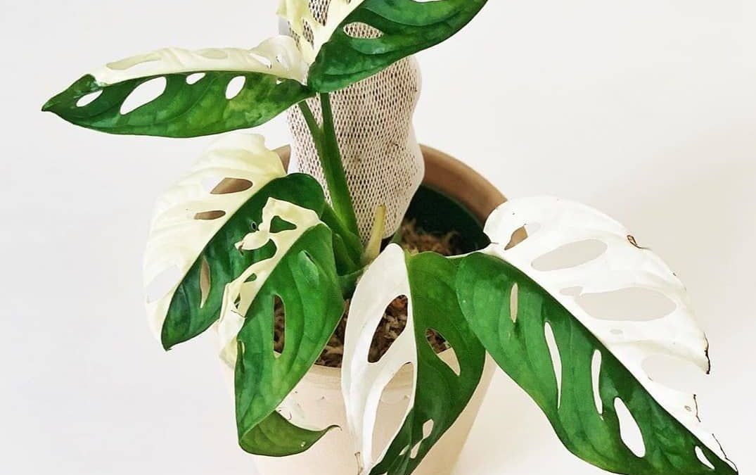 Find a Treasure with the Stunning Variegated Monstera