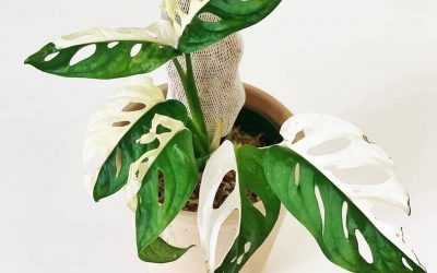 Find a Treasure with the Stunning Variegated Monstera