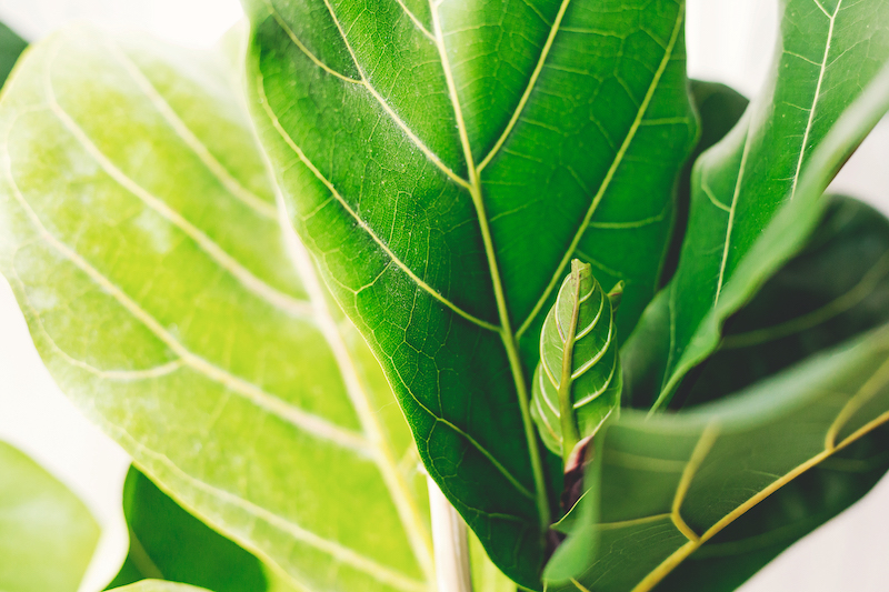 Ficus Lyrata Care – The Do’s and Dont’s