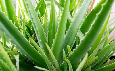 Complete Guide For Growing Aloe Vera (barbadensis) Indoors
