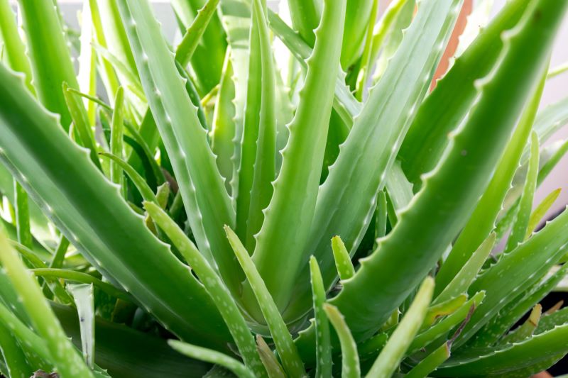 Aloe Vera Barbadensis