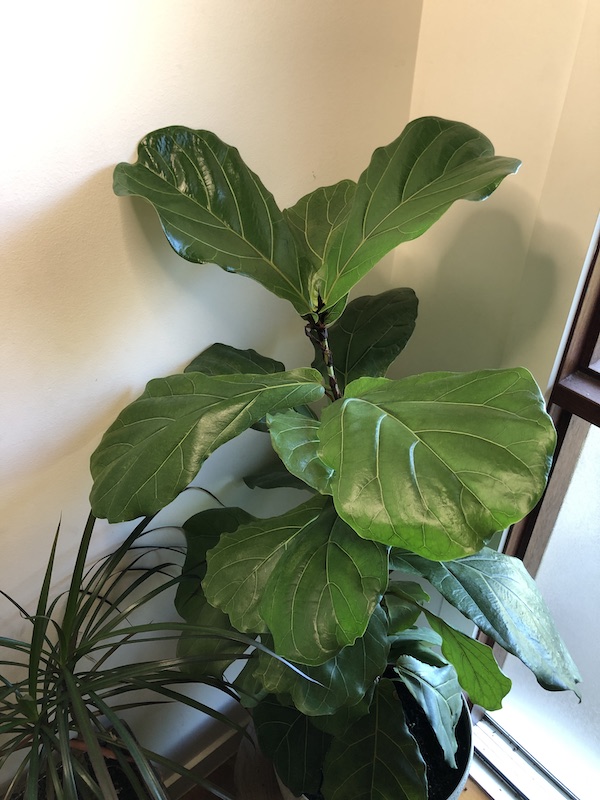 ficus lyrata care