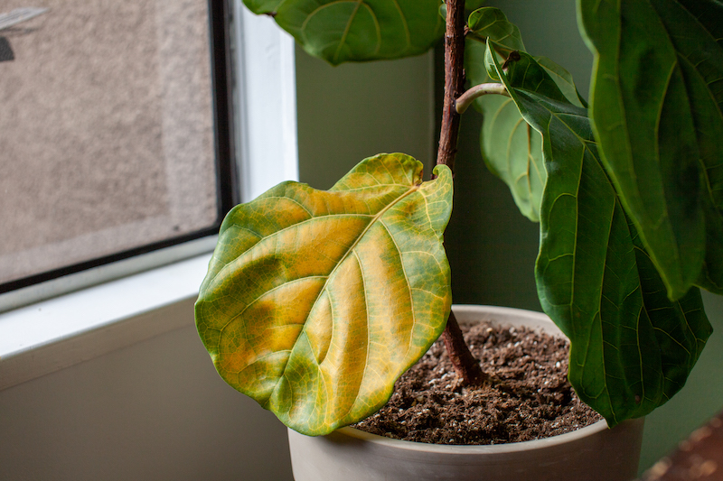 fiddle leaf fig dropping leaves