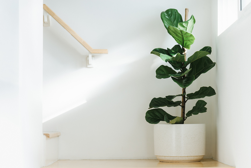 Fiddle leaf fig light