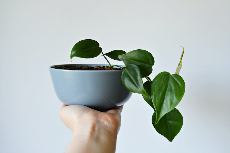 heart shaped leaf houseplant