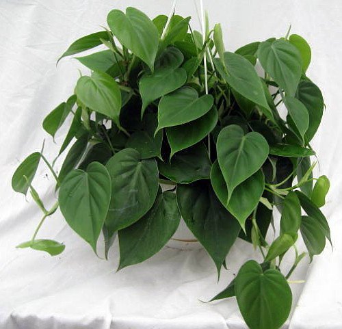 houseplant with heart shaped leaves