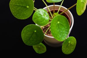how to propagate money plant