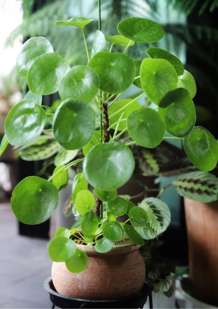 pilea peperomioides propagation