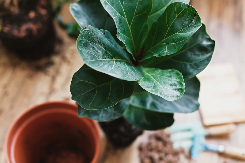 Repotting fiddle leaf fig