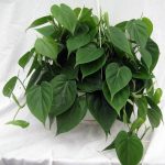 houseplant with heart shaped leaves