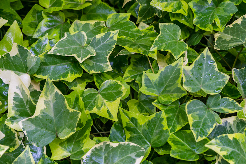 variegated english ivy