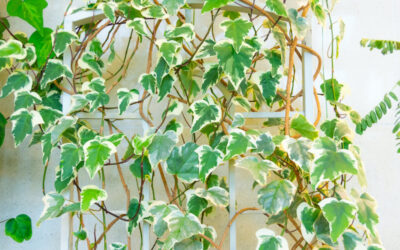 How To Grow Variegated Ivy As A Thriving Houseplant