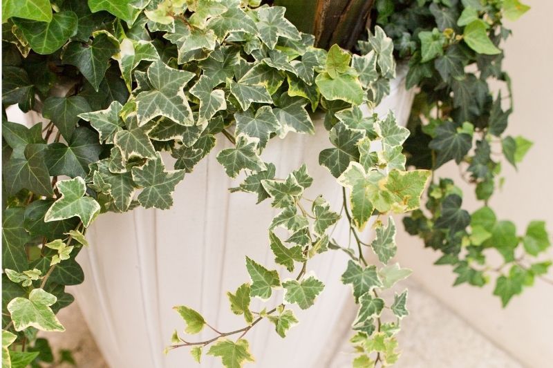 variegated ivy care