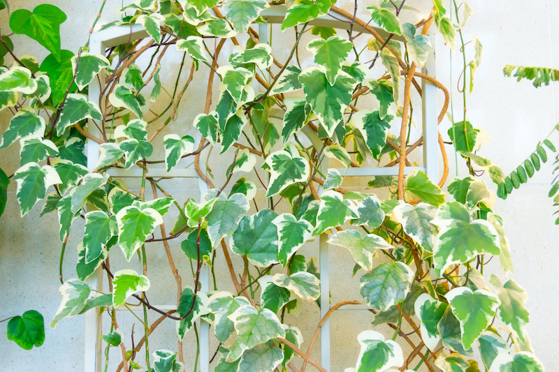 Variegated Ivy Care - Tips To Grow A Healthy Variegated Ivy Plant