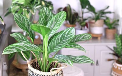 Chinese Evergreen (Aglaonema) Care For Indoor Plants