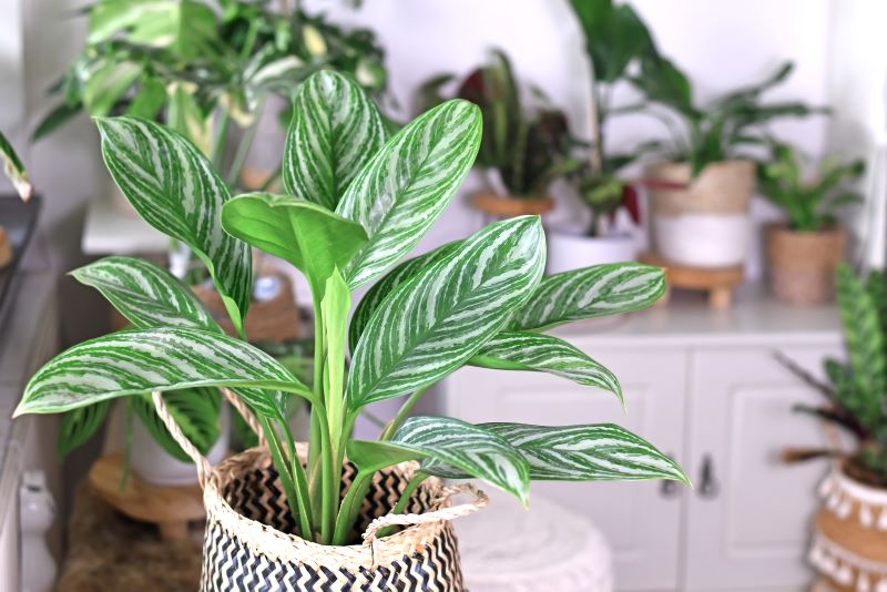 Chinese Evergreen (Aglaonema) Care For Indoor Plants