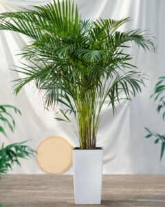 best indoor palm trees