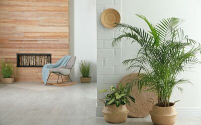 The Best Indoor Palms And How To Care For Them