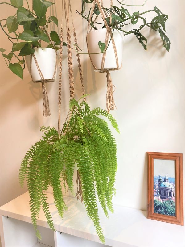 boston fern hanging basket