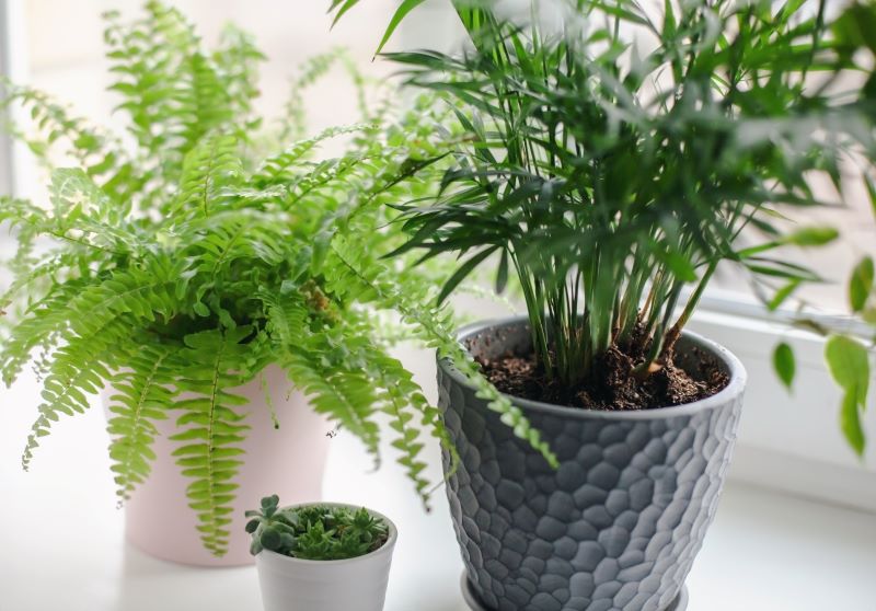 Comprehensive Boston Fern Indoor Care Guide