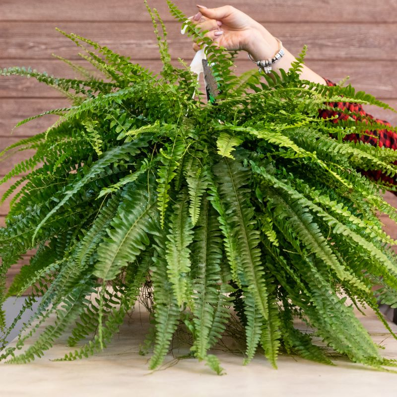 boston fern winter care