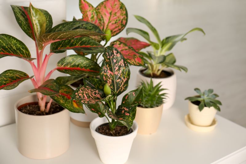 chinese evergreen care