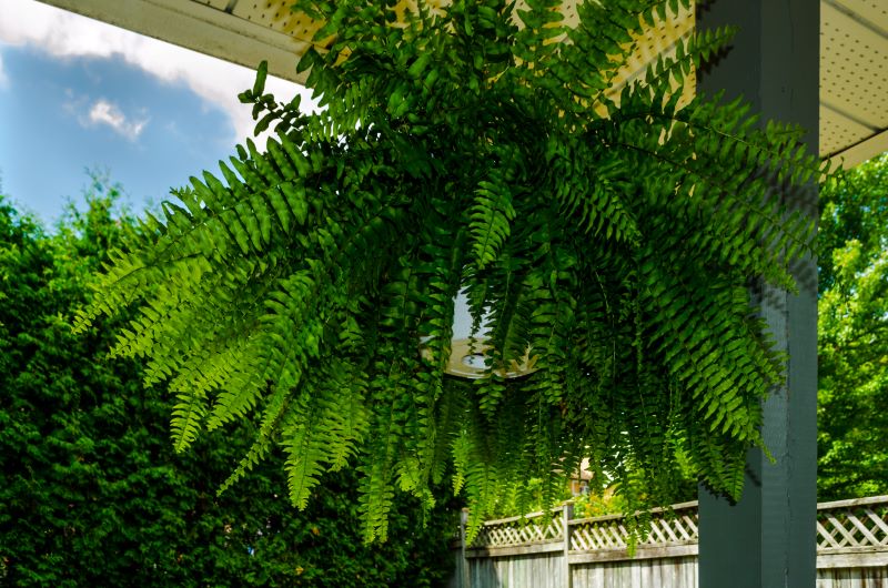 how to winter boston ferns