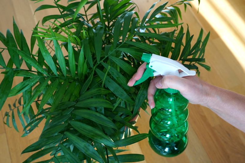 indoor palm tree care