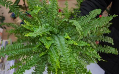 Growing And Wintering Boston Ferns