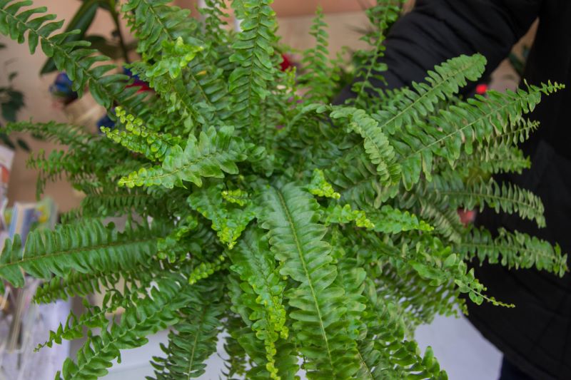 wintering boston ferns