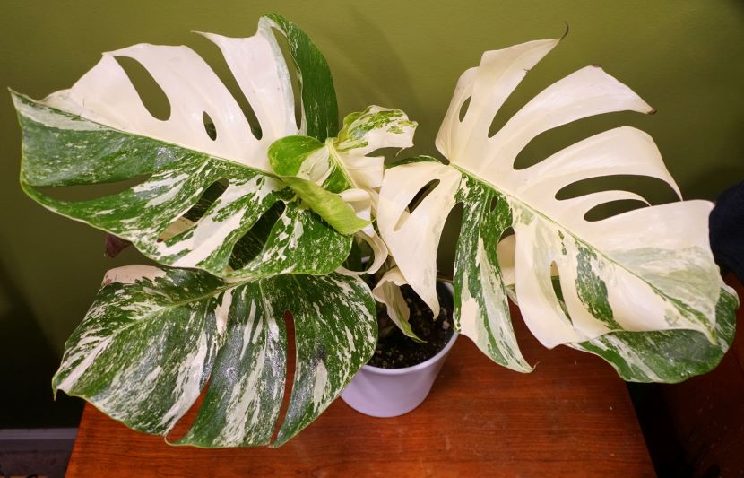 buy variegated monstera