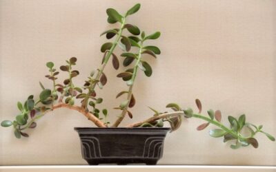 Why Is My Jade Plant Drooping? A Fix-It Guide