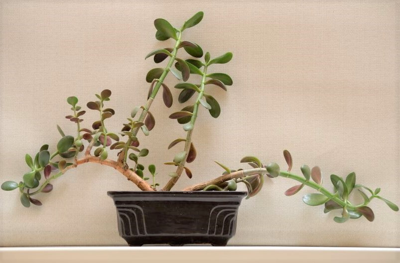 Why Is My Jade Plant Drooping? A Fix-It Guide