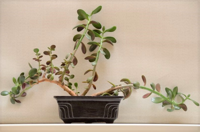 Reasons (and Fixes!) for Limp Leaves on Jade Plants