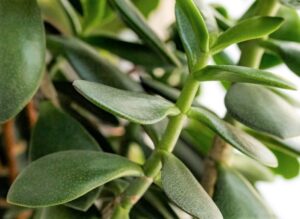 jade plant drooping branches