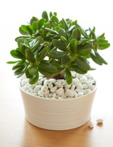 jade plant dropping leaves