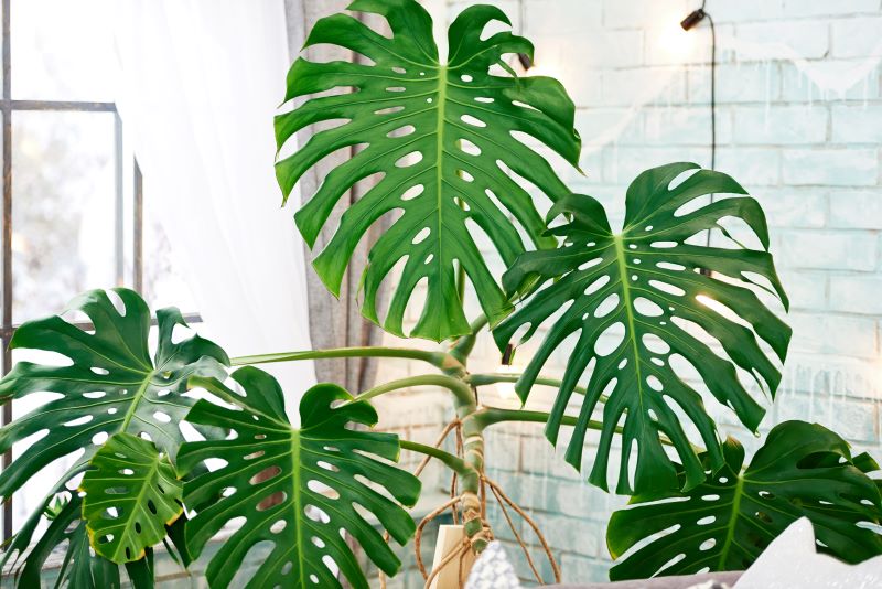 monstera deliciosa propagation